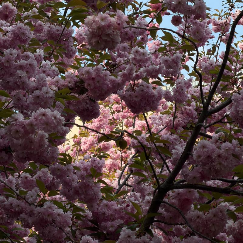 Cover Image for Plusone - Trinity Bellwoods