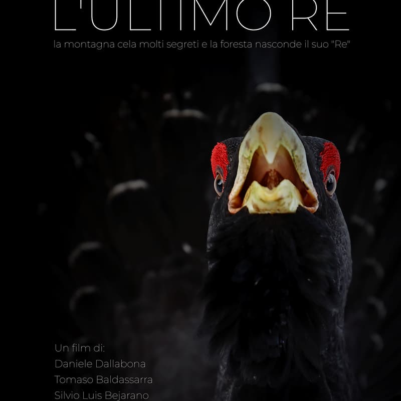 Cover Image for Proiezione film: L'ultimo Re