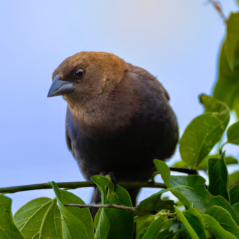 Cover Image for Birding 101 Walk (North Austin)