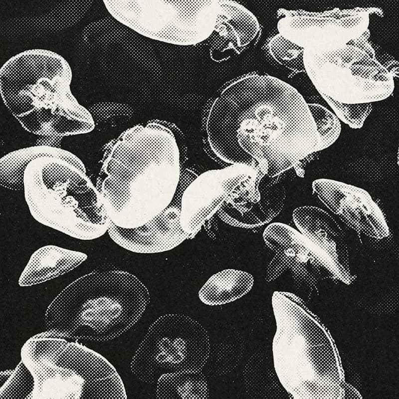 Cover Image for Knowledge Commoning Swarm (Pulse I)