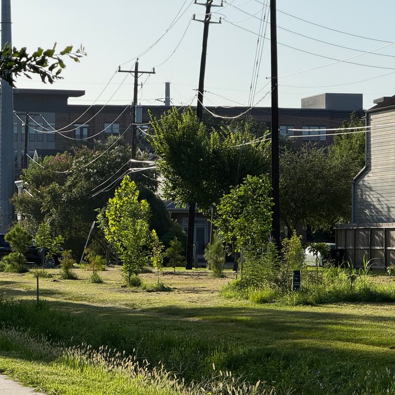 Cover Image for Heights MKT Tree watering