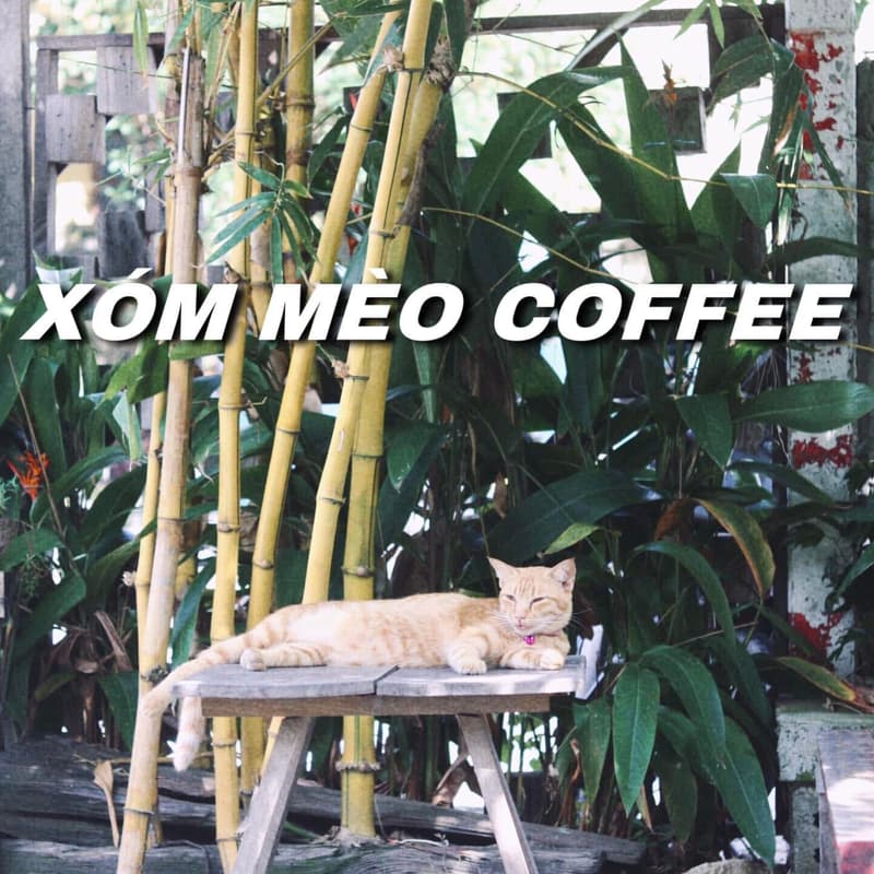 Cover Image for Women Wednesdays: Cats, Coffee & Chaos 🐈☕️