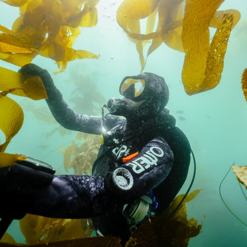 Cover Image for Kelp Night with Seatrees & Scripps Institution of Oceanography