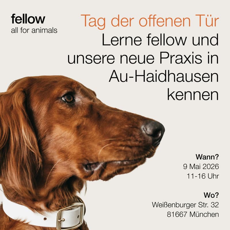 Cover Image for Tag der offenen Tür | fellow Tierarztpraxis Au-Haidhausen