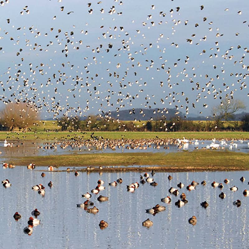 Cover Image for London Wetland and Wildlife Trust Walk
