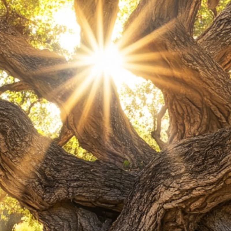 Cover Image for Family Constellations Workshop