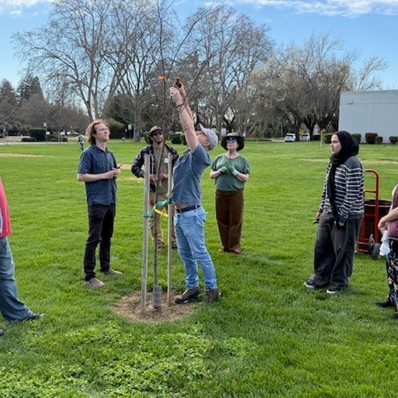 Cover Image for Sac High Tree Pruning