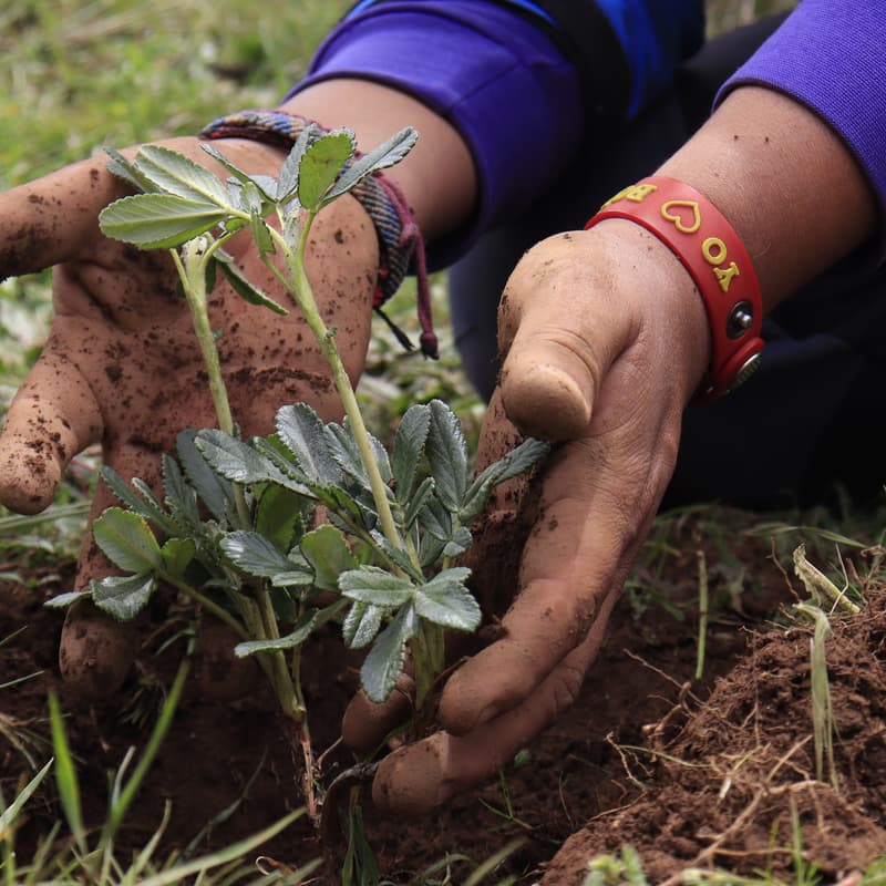 Cover Image for From Trees to Trust: How AI and digital innovation can unlock the next era of restoration finance