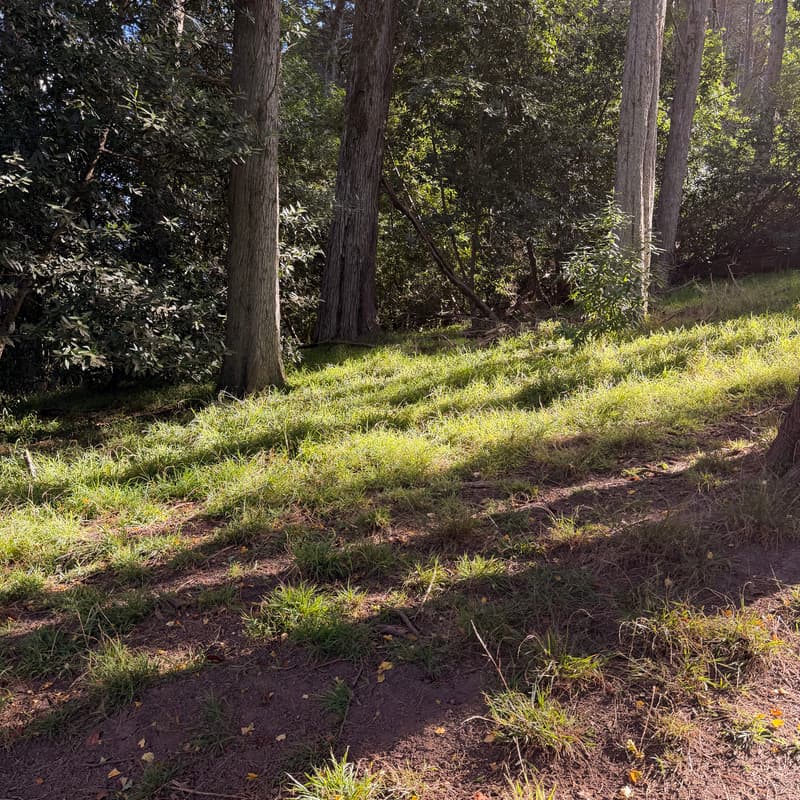 Cover Image for Oakland Noticing Club: Shadows