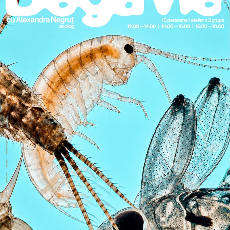 Cover Image for Bega Vie la microscop | Grupa 3 - 16:00–18:00