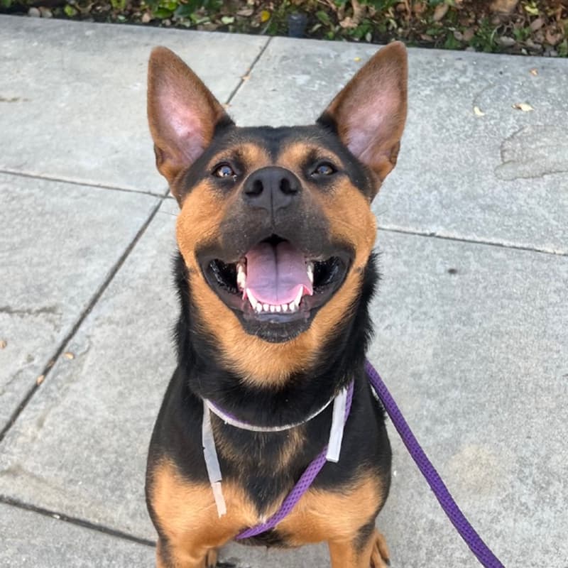 Cover Image for Mocktails & Mutts | Pasadena Humane Adoption Event w/ Free NA Cocktails