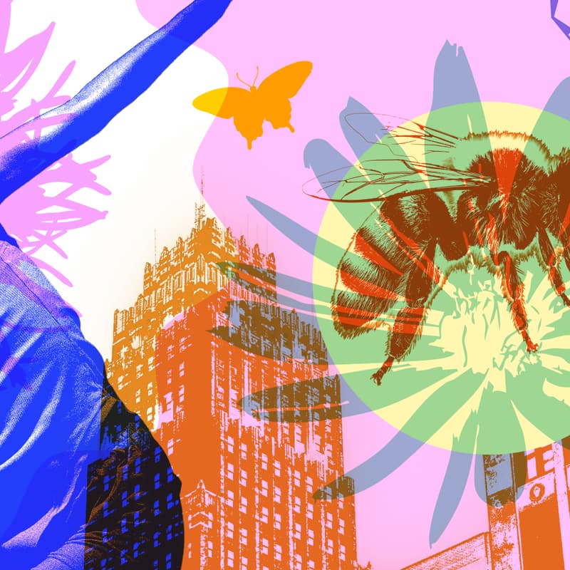Cover Image for Ecologies in Motion: Nature, Movement and the More-Than-Human City