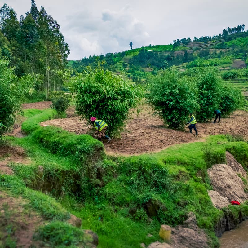 Cover Image for Experiencing the Rwanda Riparian Restoration Project