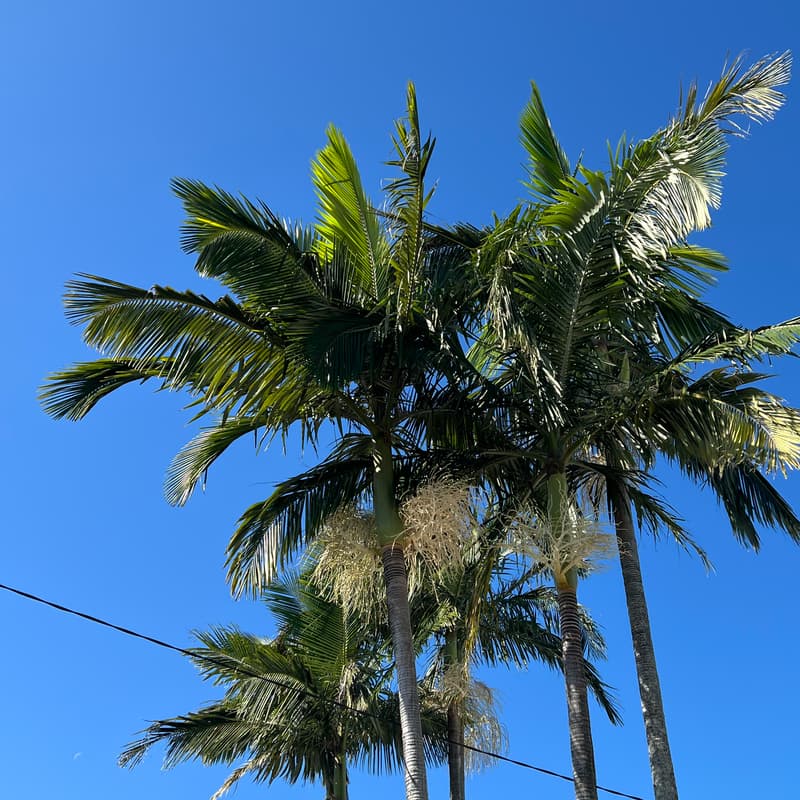 Cover Image for Matcha Gold Coast Day Trip
