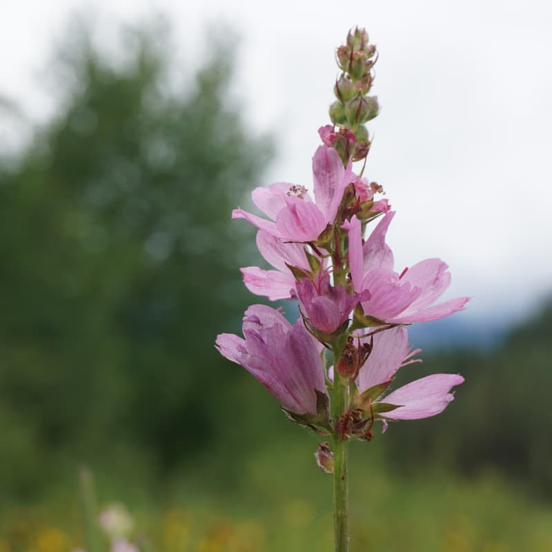 Cover Image for Checker Mallow Burn