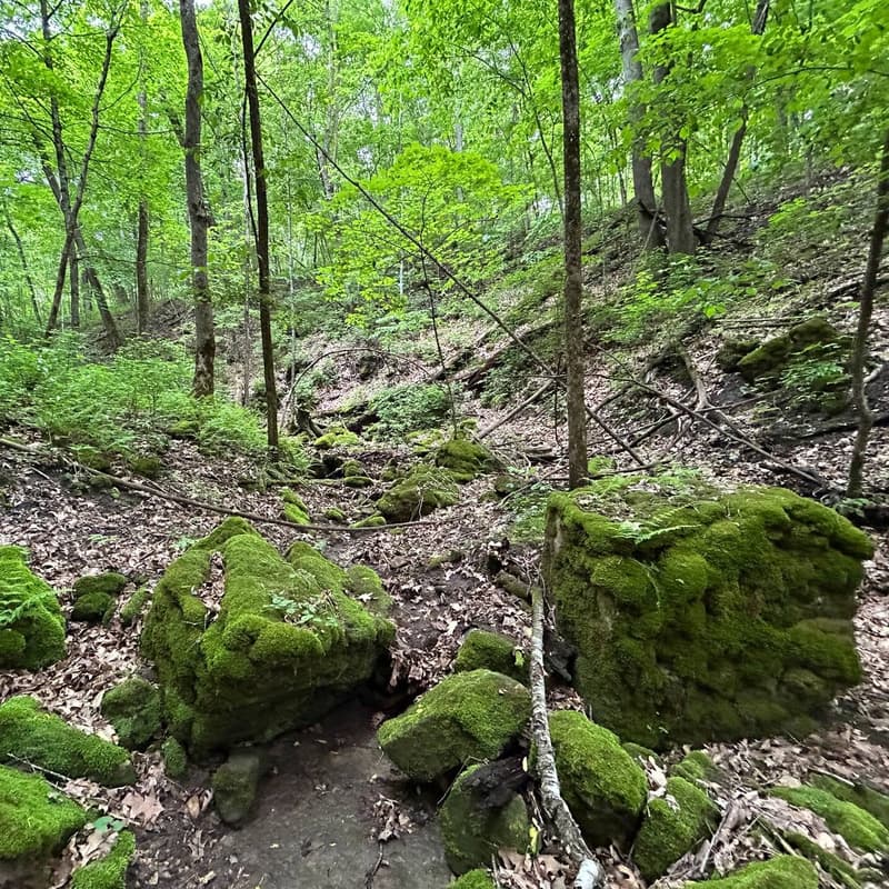 Cover Image for Stone Moss Meditation & Forest Bathing Retreat