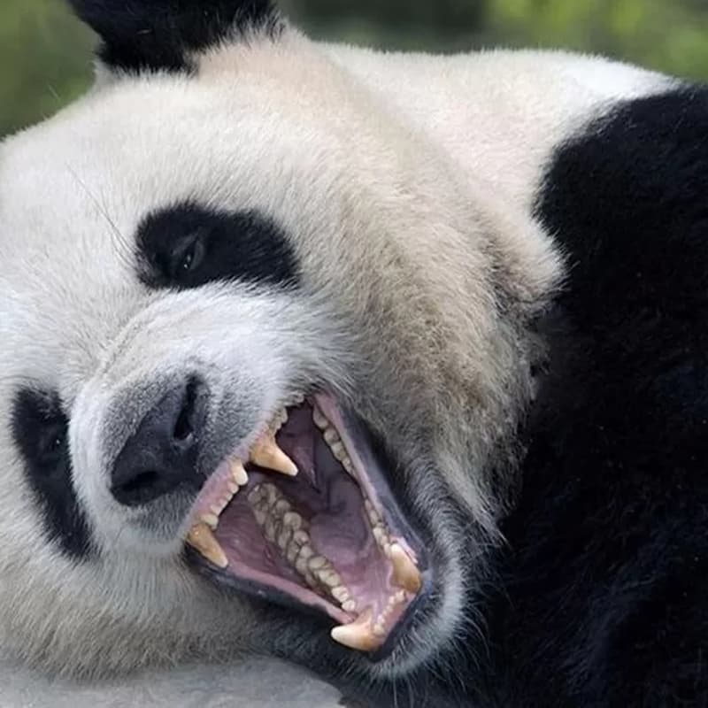 Cover Image for Halloween at Panda's for Game Devs and Sustainability friends