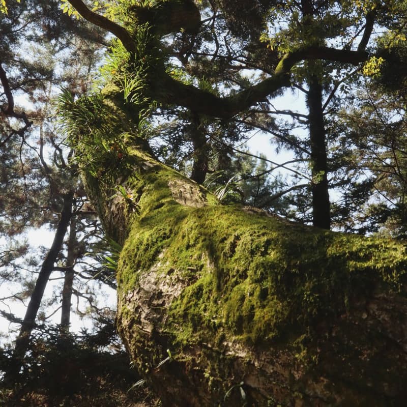 Cover Image for digital detox: reclaiming attention, relearning autonomy