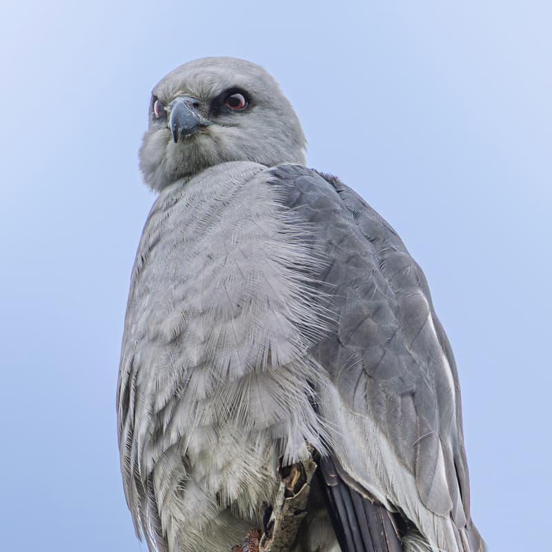 Cover Image for Birding 101 Walk (South Austin)
