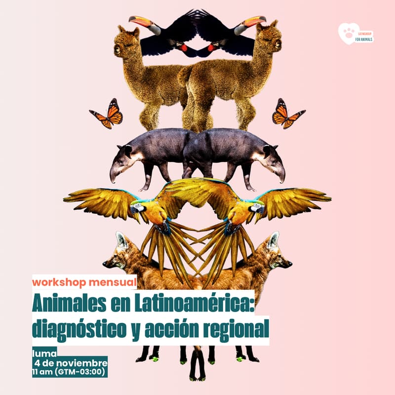 Cover Image for Animales En Latinoamérica: Diagnóstico Y Acción Regional