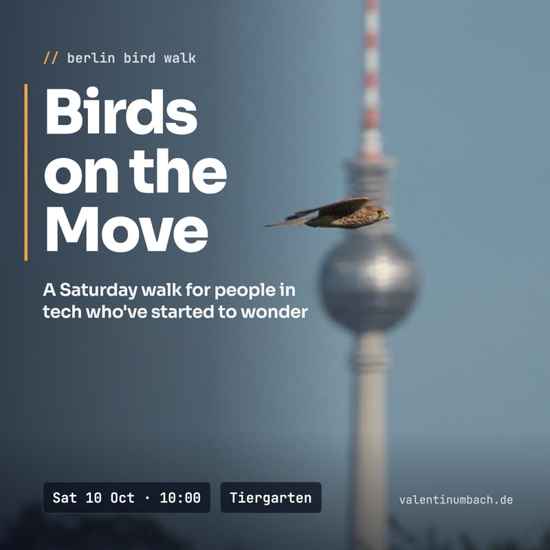 Cover Image for Birds on the Move: a Saturday walk for people in tech who've started to wonder