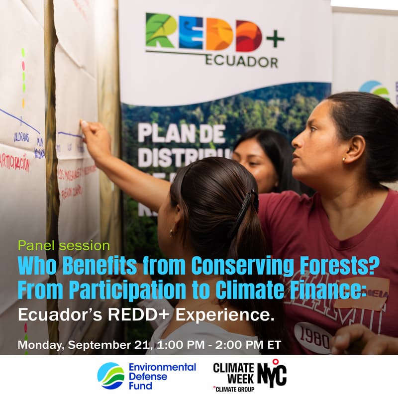 Cover Image for Who Benefits from Conserving Forests? From Participation to Climate Finance: Ecuador’s REDD+ Experience
