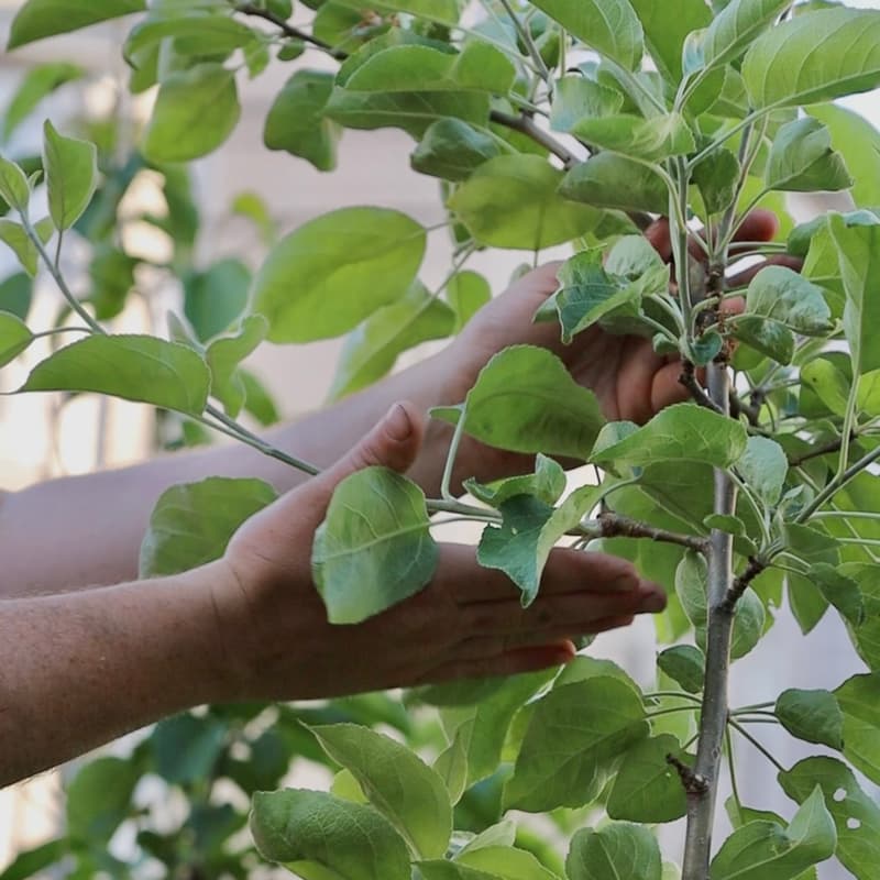 Cover Image for Food Forest Care Workshop @ Hope Garden