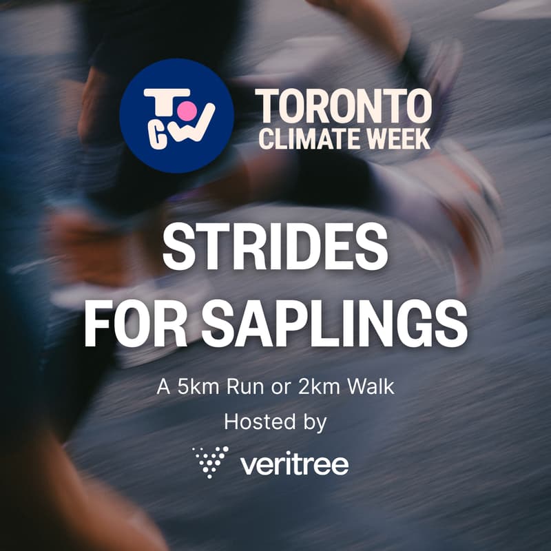 Cover Image for Strides for Saplings