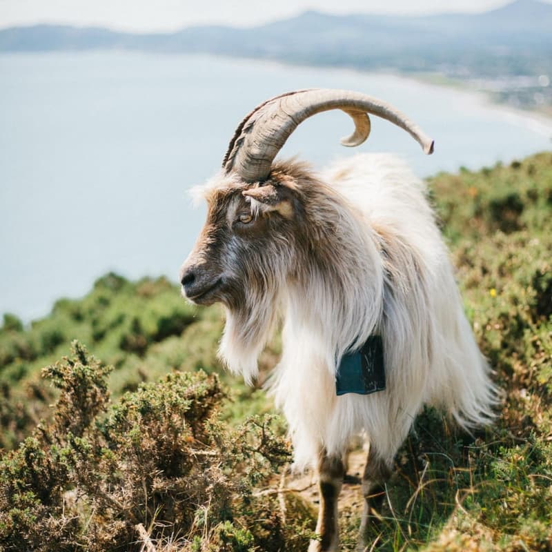 Cover Image for Meet the Goats at Killiney Hill