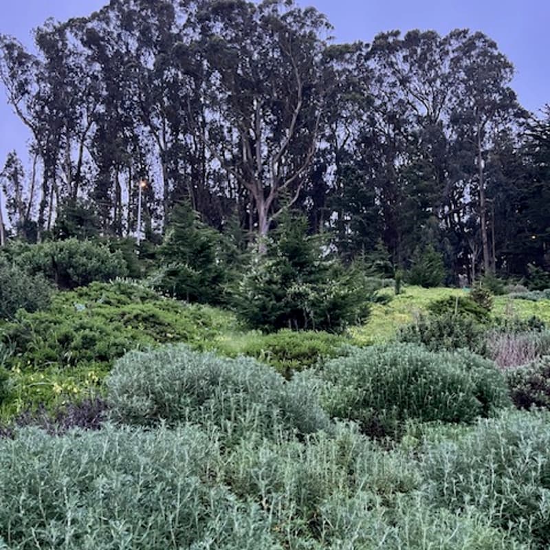 Cover Image for PHRA June Presidio Walk & Chat