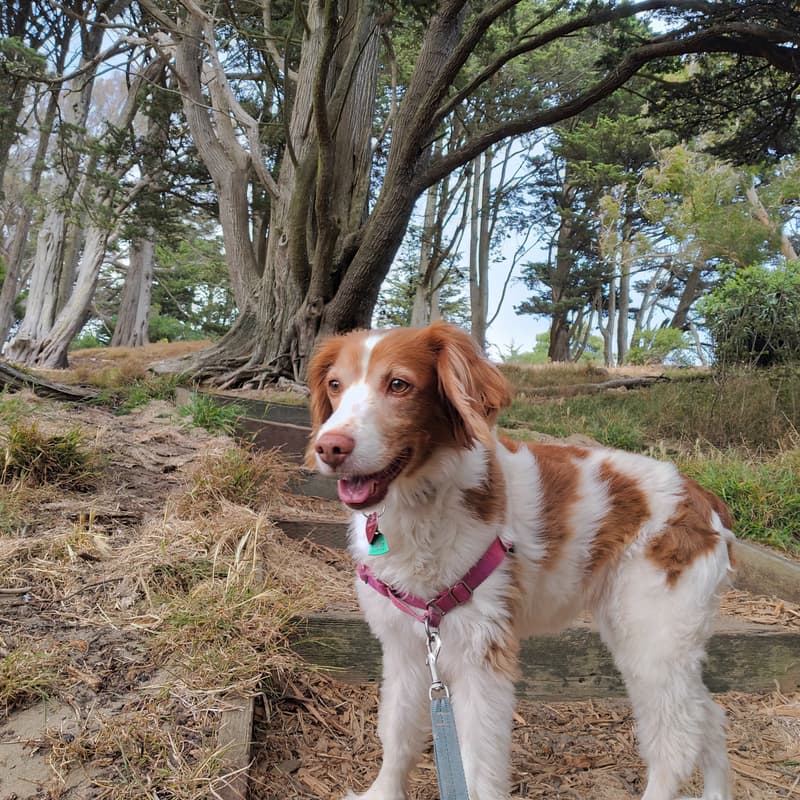 Cover Image for BioPharma Networking Hike: Buena Vista + Alamo Square Park