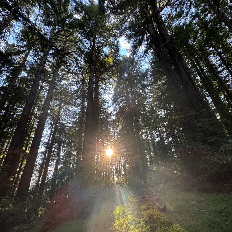 Cover Image for Rooted Women’s Gathering in the Redwoods