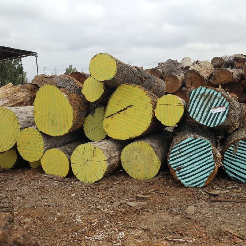 Cover Image for Woodworking Field Trip: Street Tree Revival Pt. 1
