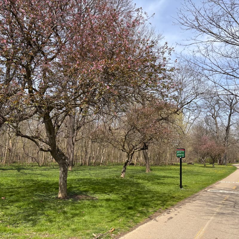 Cover Image for Yoga In The Park