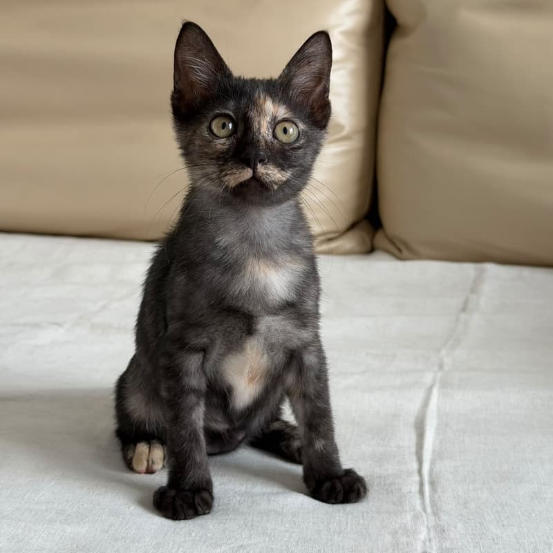 Cover Image for LUNI Private Cats & Kittens Meet & Greet