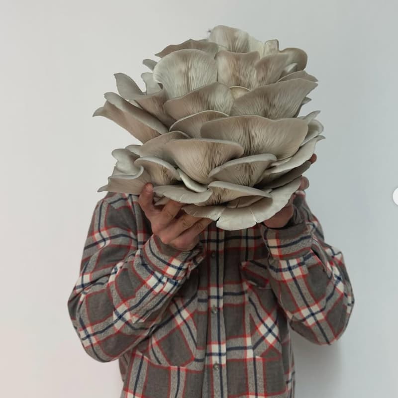 Cover Image for The Mushroom Dinner · Gypsy x Ostra da Terra