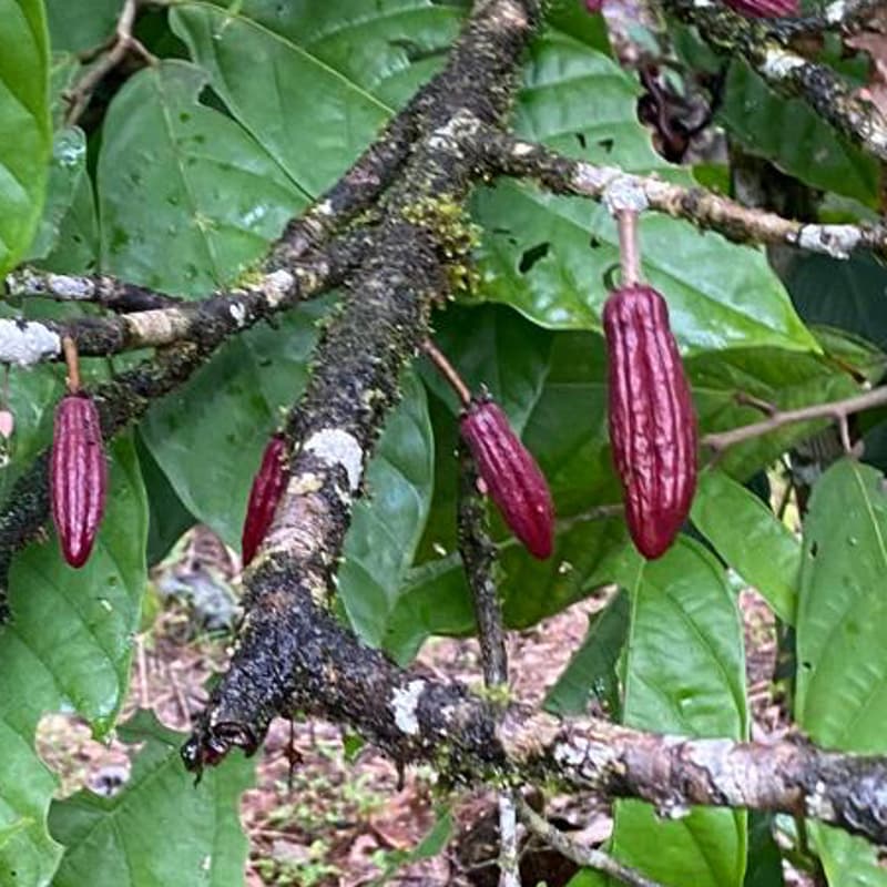 Cover Image for Cacao (Jamaican Chocolate tea) Meditation