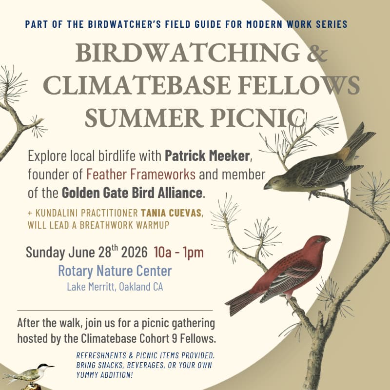 Cover Image for Feather Frameworks: Birdwatching & Summer Picnic