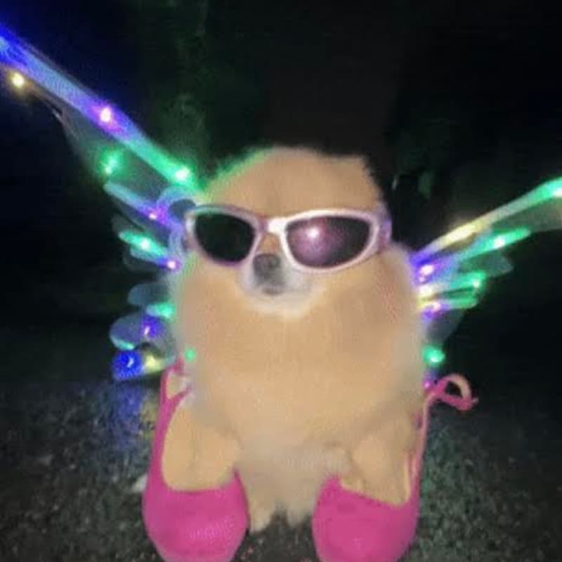 Cover Image for solstice rooftop angel-versary