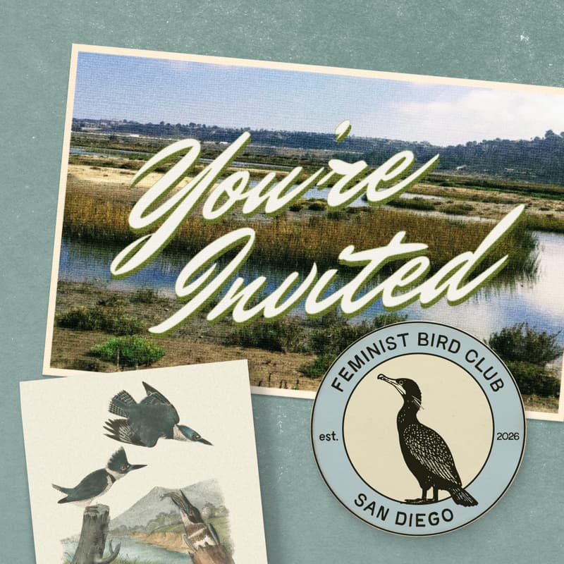 Cover Image for Birding at San Dieguito Lagoon