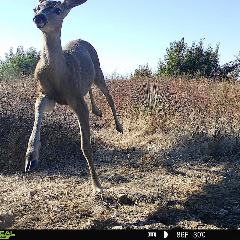 Cover Image for Ecological Restoration Day on Chaney Trail