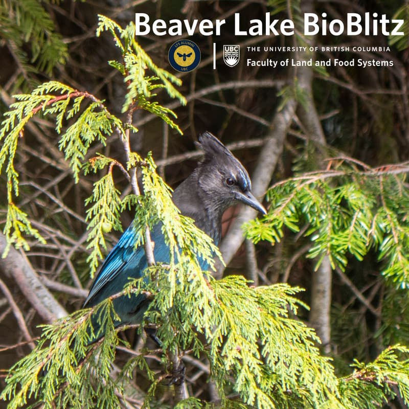 Cover Image for UBC LFS YAC x Stanley Park Ecology — Beaver Lake BioBlitz