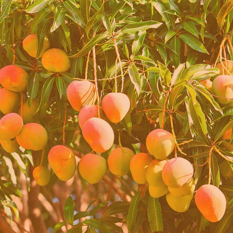 Cover Image for Masterclass: Nikita Huggins: How to Eat a Mango