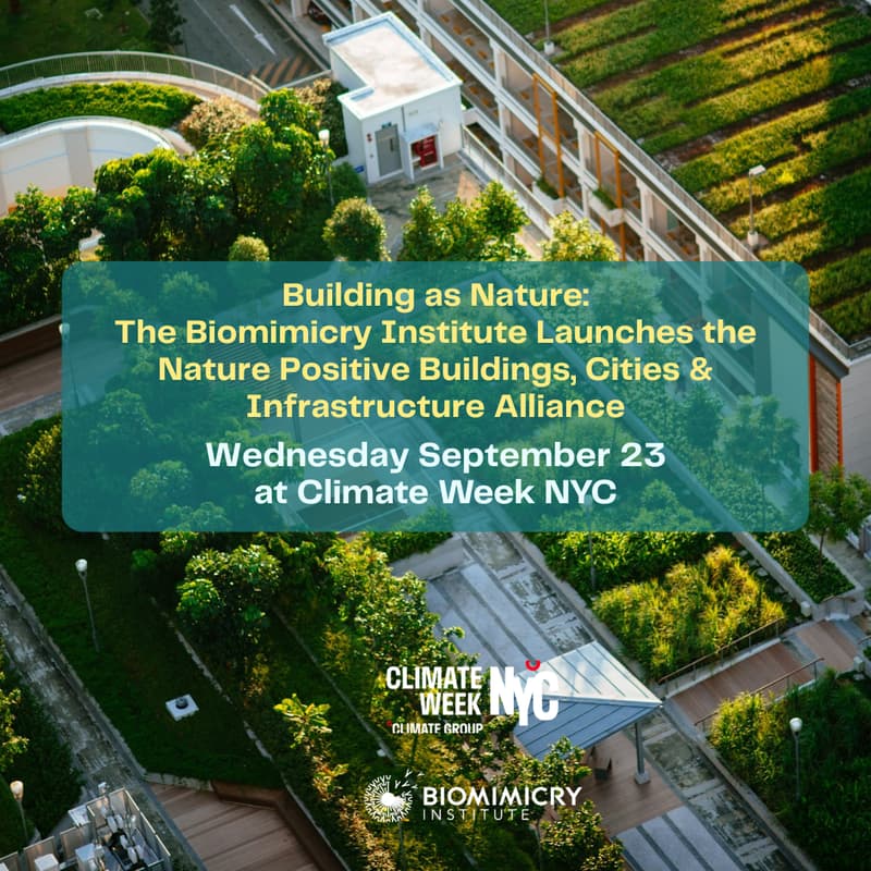 Cover Image for Building as Nature: The Biomimicry Institute Launches the Nature Positive Buildings, Cities & Infrastructure Alliance