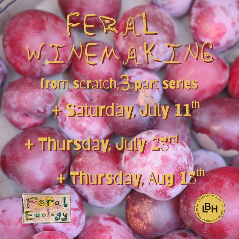 Cover Image for LBH: Feral Winemaking