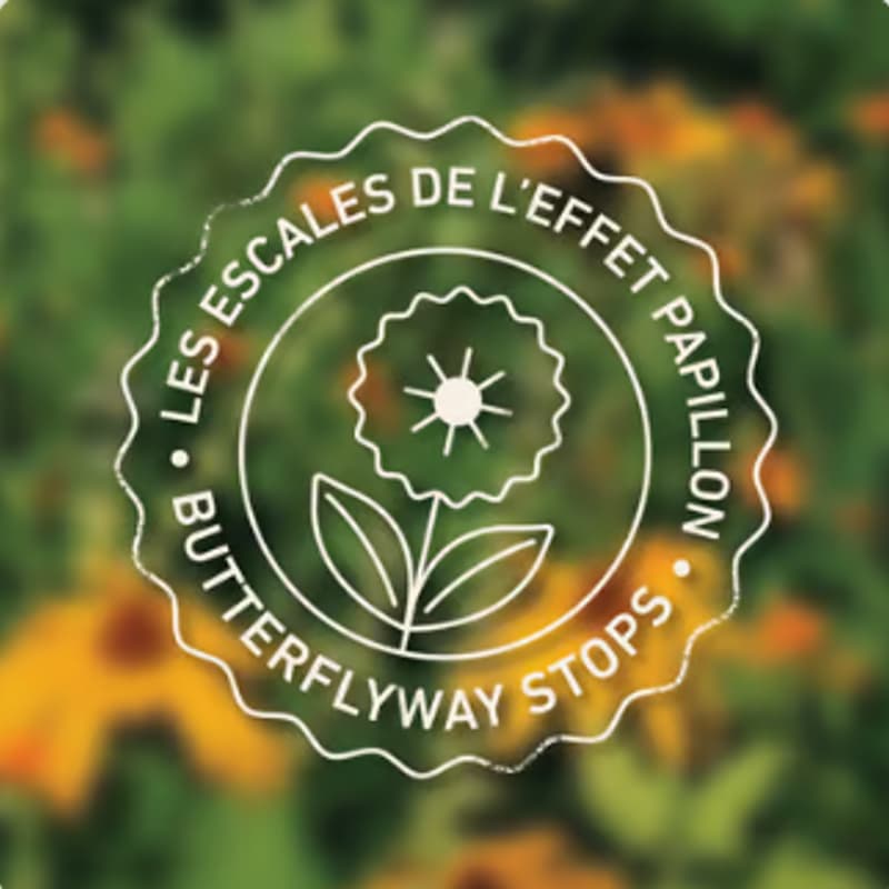 Cover Image for Les escales de l'Effet papillon