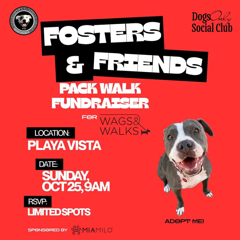 Cover Image for Fosters & Friends Pack Walk Fundraiser