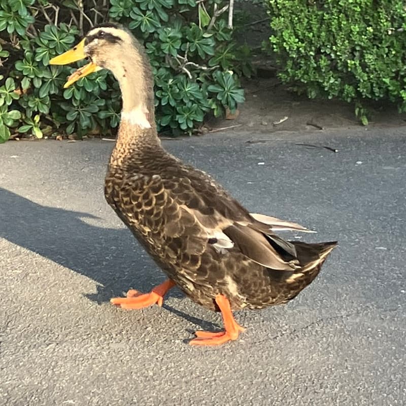 Cover Image for Data Engineers D.C. Presents: DuckDB 2.0