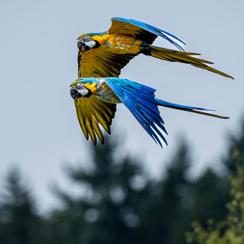 Cover Image for Erlebe Sony im Walter Zoo