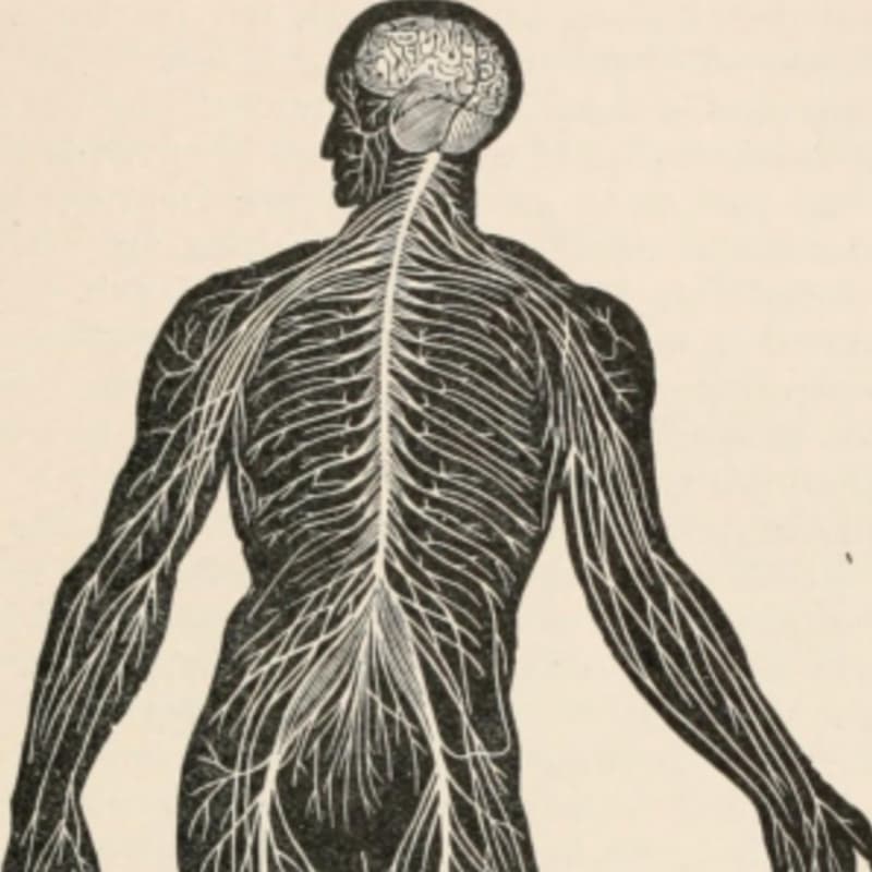 Cover Image for Somatic science - movement and research